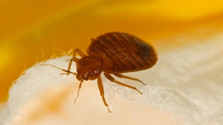 Does Steam Cleaning Kill Bed Bugs?