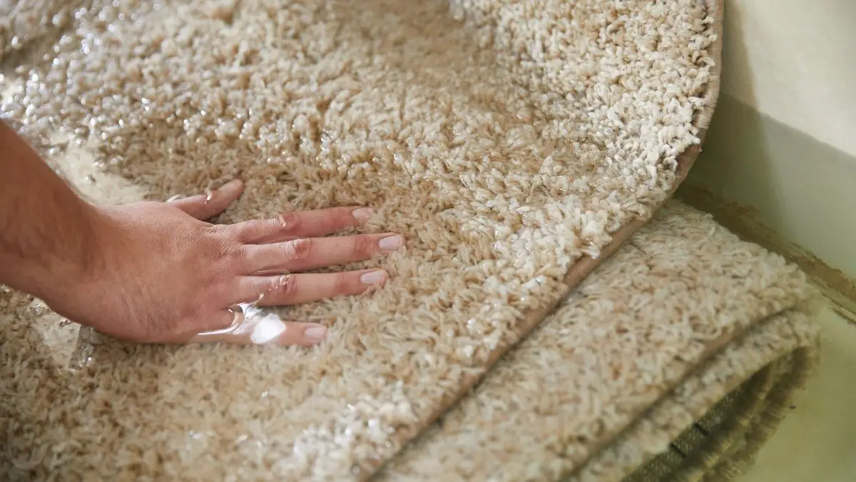 How to Dry Your Carpet After Steam Cleaning
