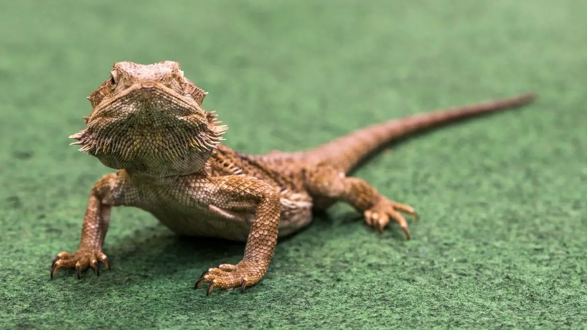 How To Clean Reptile Carpet