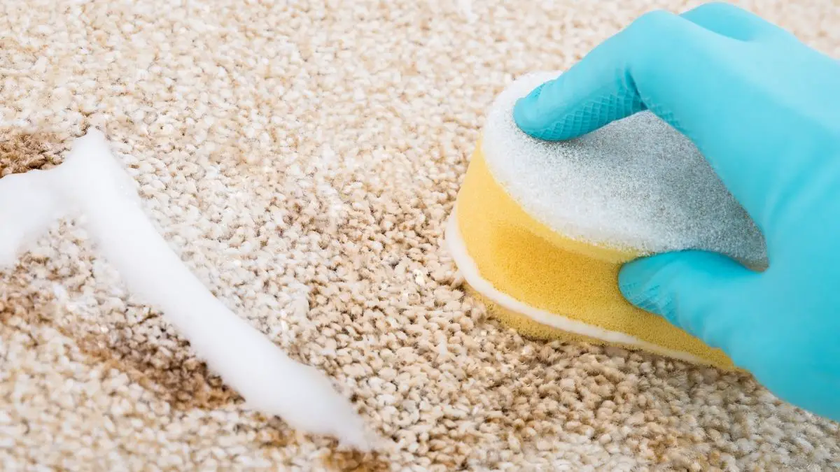 Cleaning Yellow Stain From Carpet With Gloves And A Sponge