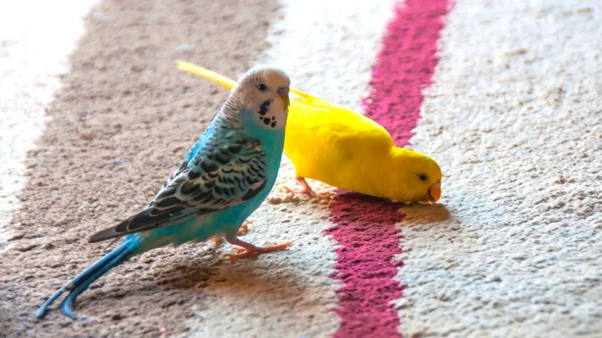 How To Get Bird Poop Out Of Carpet