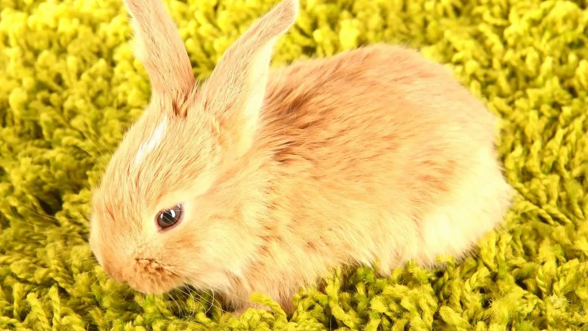 How To Get Rabbit Pee Out Of Carpet