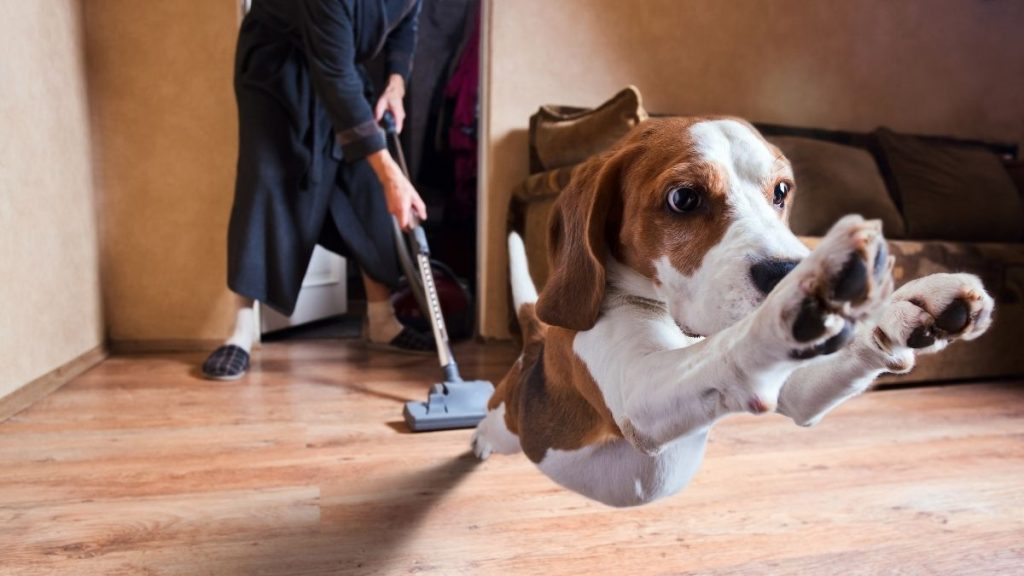 Best Steam Cleaner for Pets