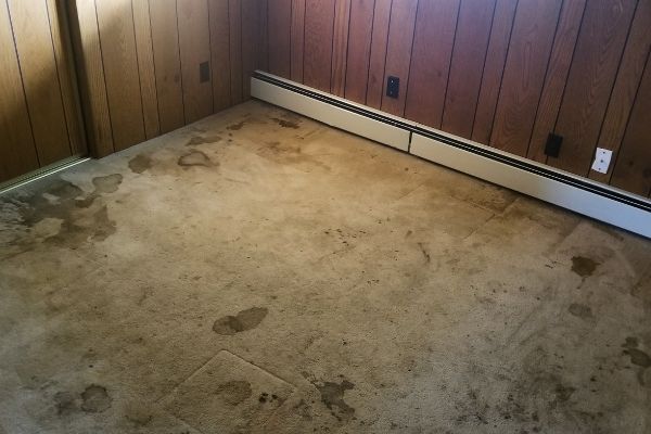 Preparing to clean a carpet full of stains