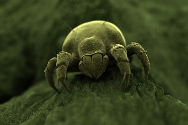 What dust mites look like