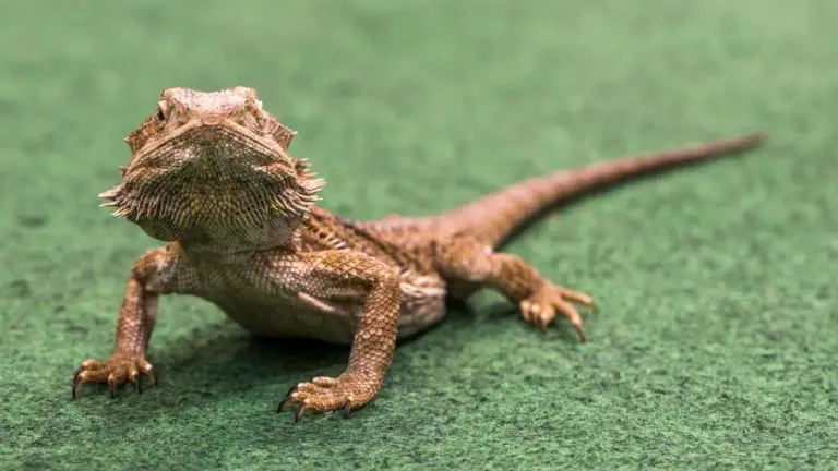 How to Clean Reptile Carpet — A Foolproof Guide