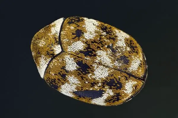 carpet beetle closeup