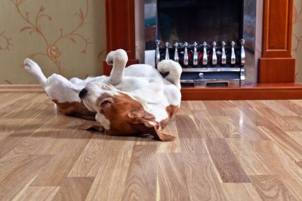 Dog Rolling On A Wood Floor