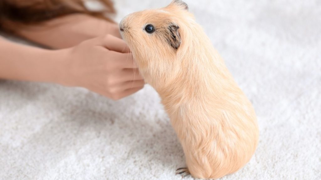 How To Get Pet Dander Out Of Carpet *Sneeze* *Sniff*