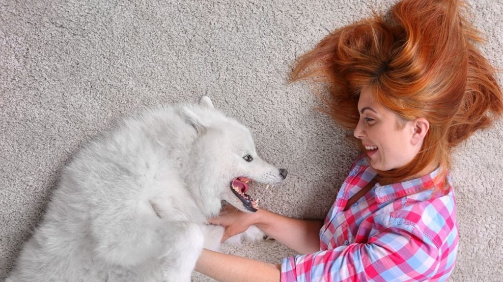 How To Clean Parvo Out Of The Carpet No Bleach Needed! Steam Clean