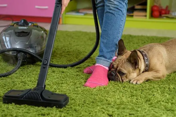 Adorable Pet Lying On Carpet While Mom Cleans The Carpet With Steam Cleaner