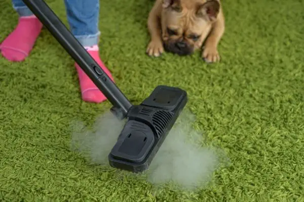 Cute Dog Looking At Steam Cleaner On Carpet