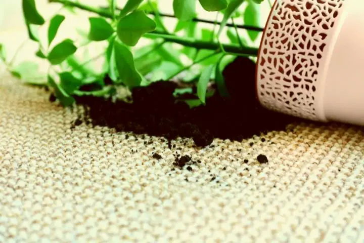 Flower Pot On A Textured Carpet