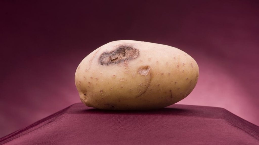 How To Clean Rotting Potatoes Out Of Carpet Steam Clean Queen