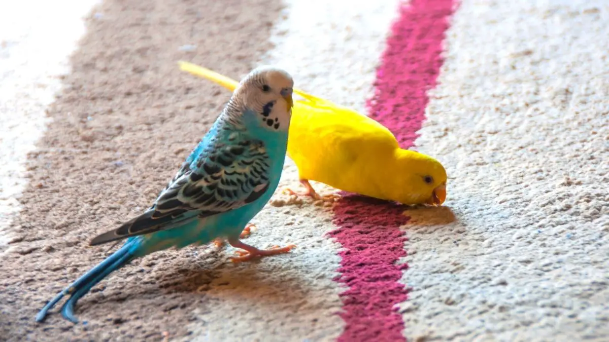 how-to-get-bird-poop-out-of-carpet-tips-to-keeping-playtime-clean