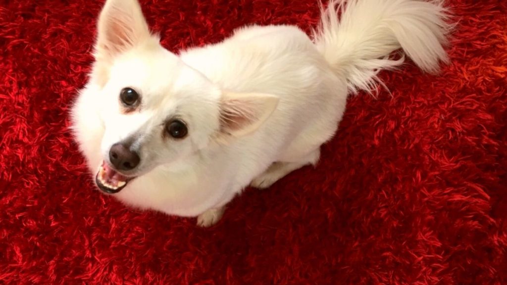 How To Get Pet Stains Out Of The Carpet Using The Black Light Method