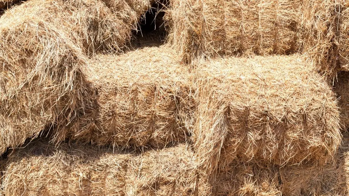 How To Get Straw Out Of Car Carpet