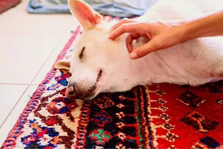 Someone Is Petting A Dog That Lays On A Carpet