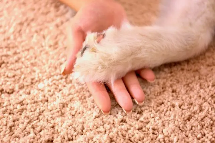 The Dogs Paw On The Girls Hand