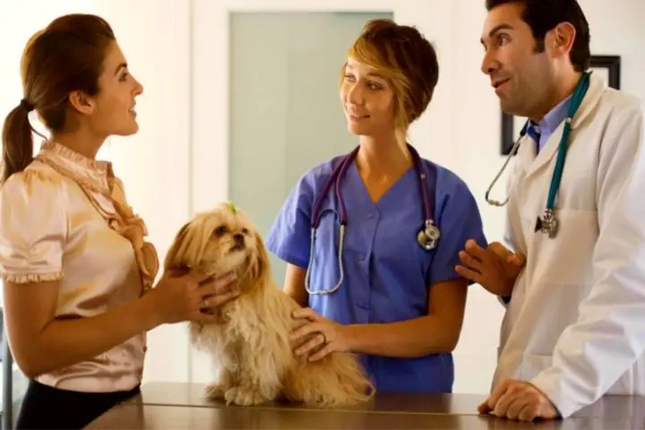 Veterinarians With A Dog