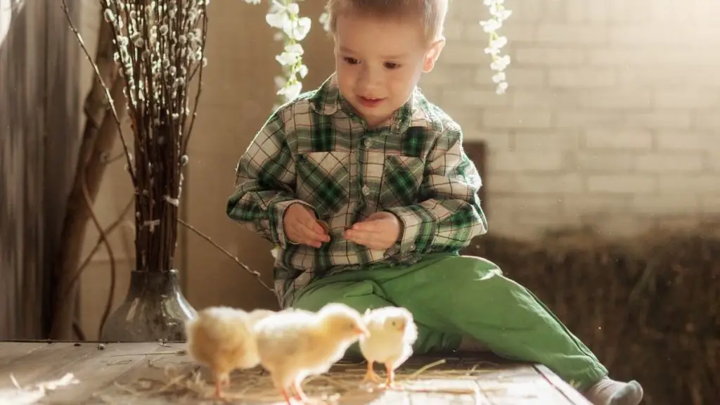 how-to-clean-chicken-poop-from-carpet-using-readily-available-supplies