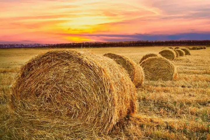 Haystacks On The Background Of Sunset