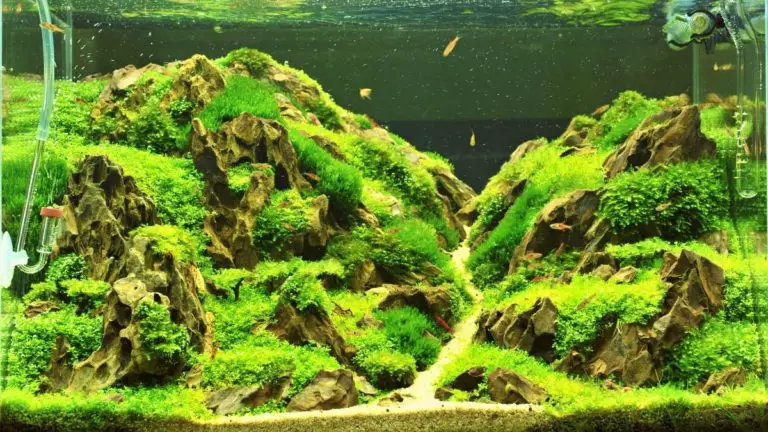 How to Clean Moss Carpet Aquarium | And keep your fish happy